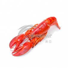 300-350g Whole Cooked Lobster